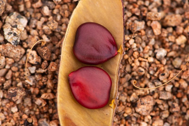 Erythrostemon angulatus photo 4