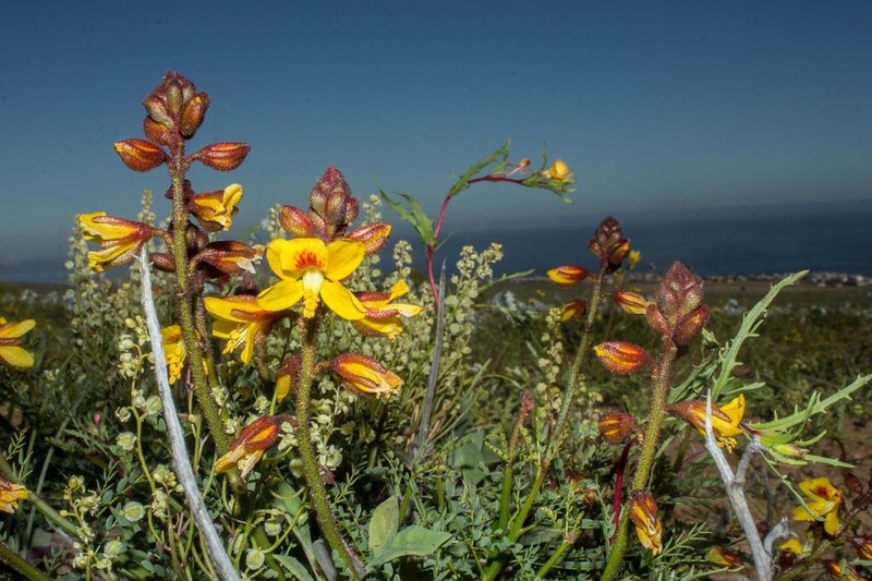 Erythrostemon angulatus photo 5