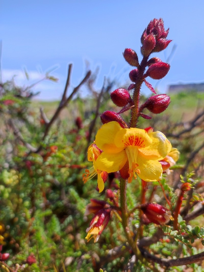 Erythrostemon angulatus photo 6