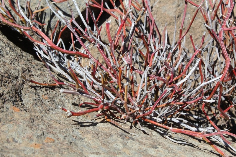 Erythrostemon angulatus photo 7