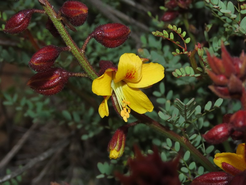 Erythrostemon angulatus photo 8