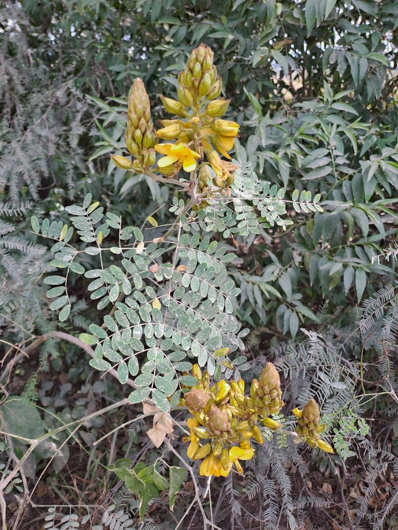 Erythrostemon argentinus photo 2