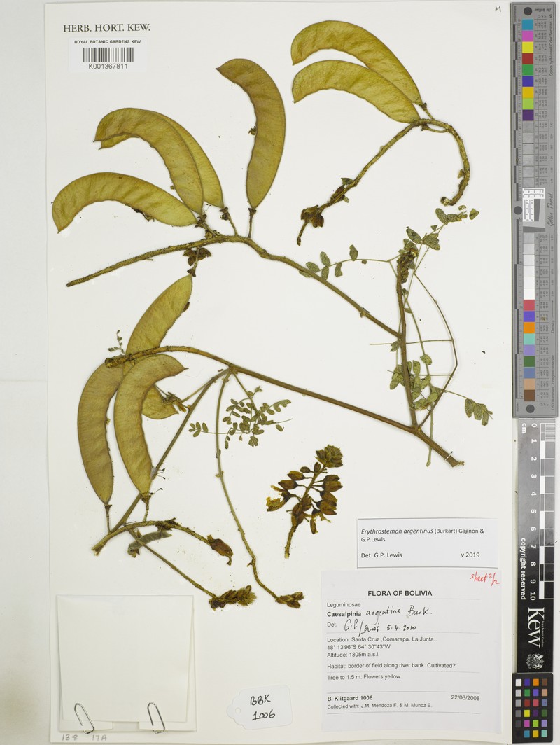 Erythrostemon argentinus photo 3