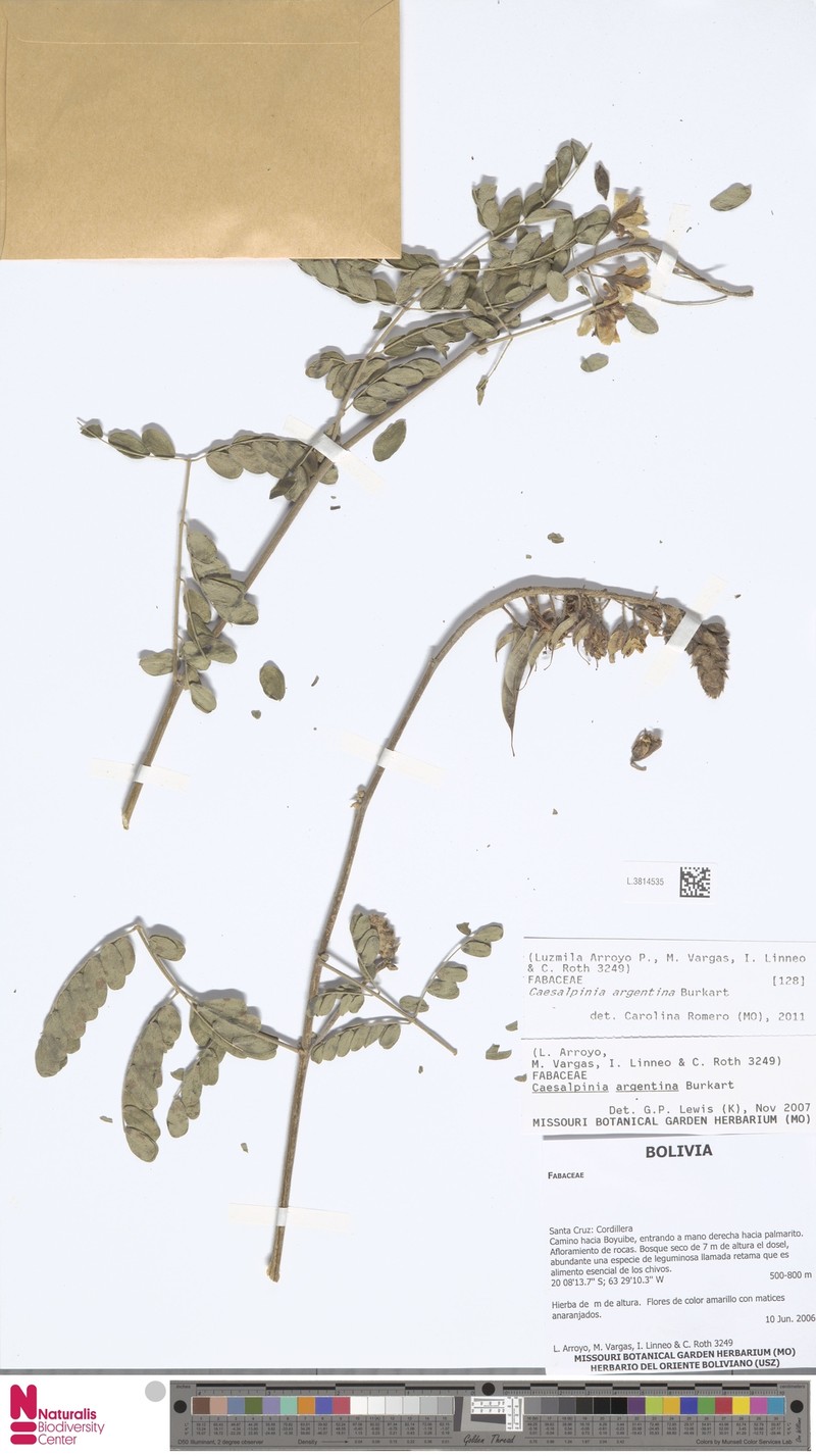 Erythrostemon argentinus photo 5