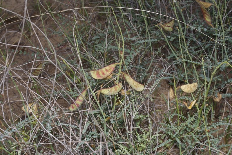 Tailed Nicker photo 3