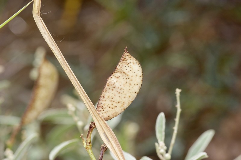 Tailed Nicker photo 5