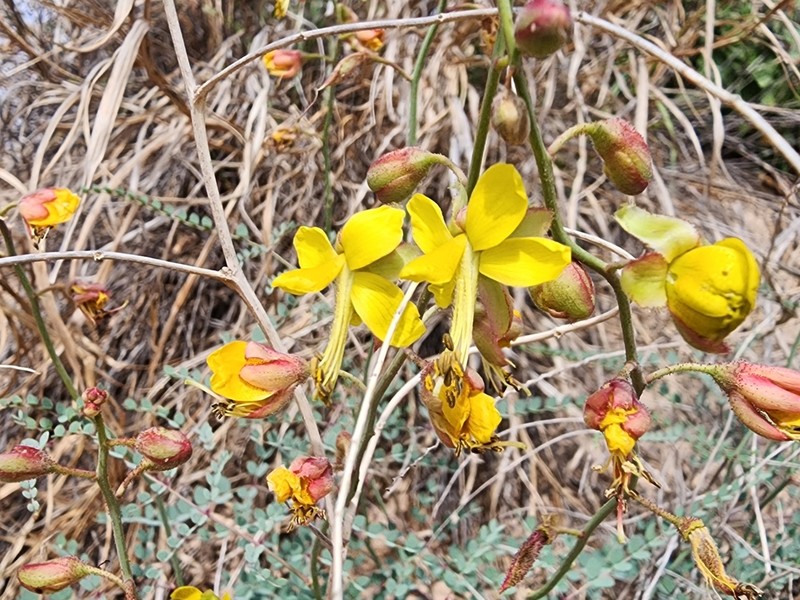 Tailed Nicker photo 8
