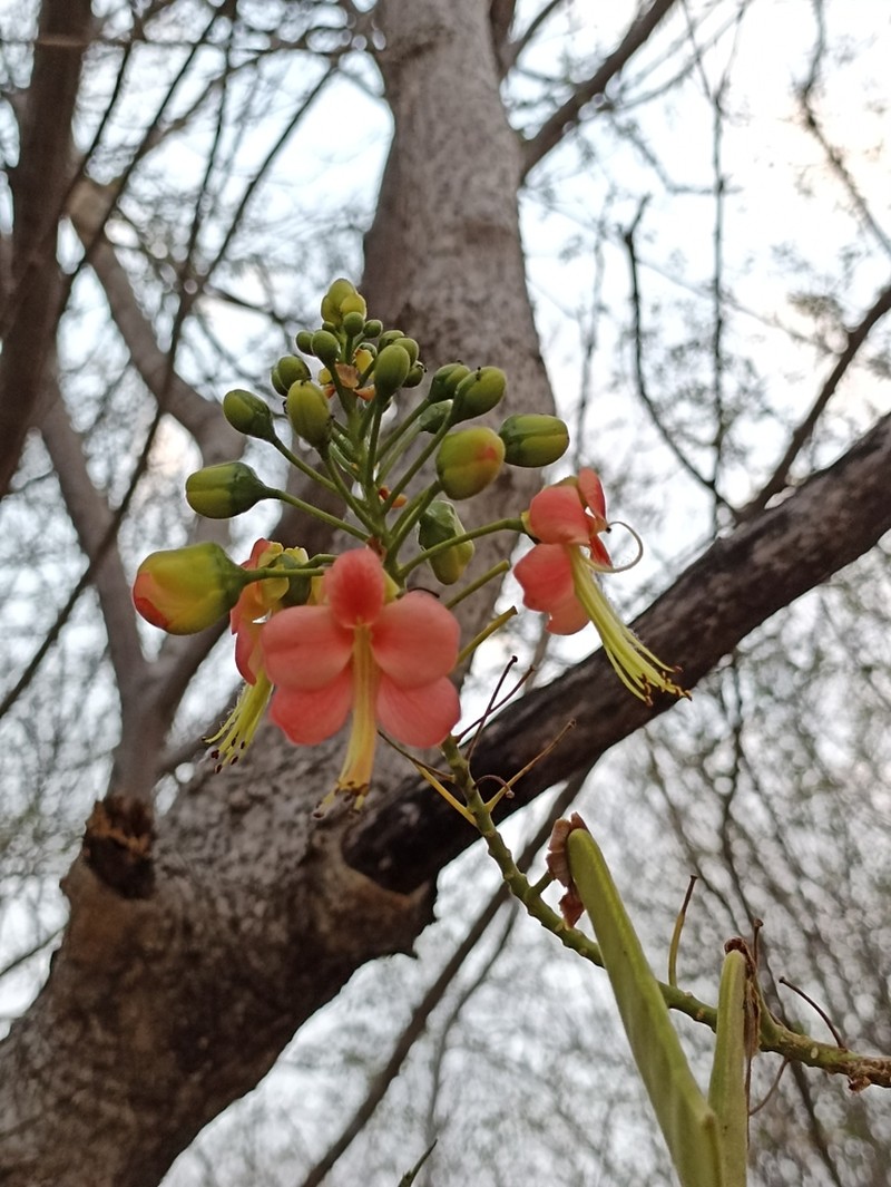 Erythrostemon coccineus
