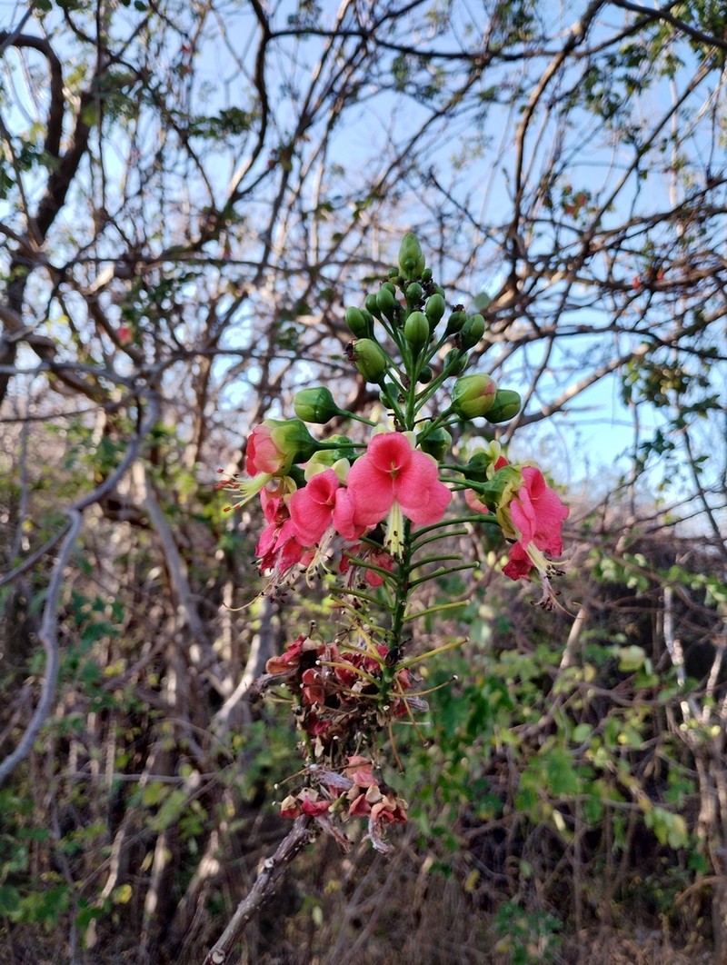 Erythrostemon coccineus photo 2