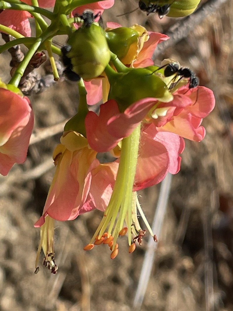 Erythrostemon coccineus photo 3
