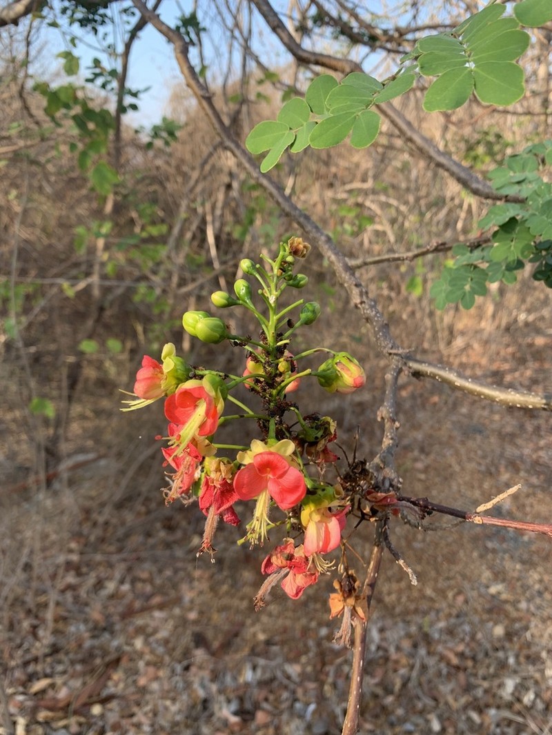 Erythrostemon coccineus photo 4