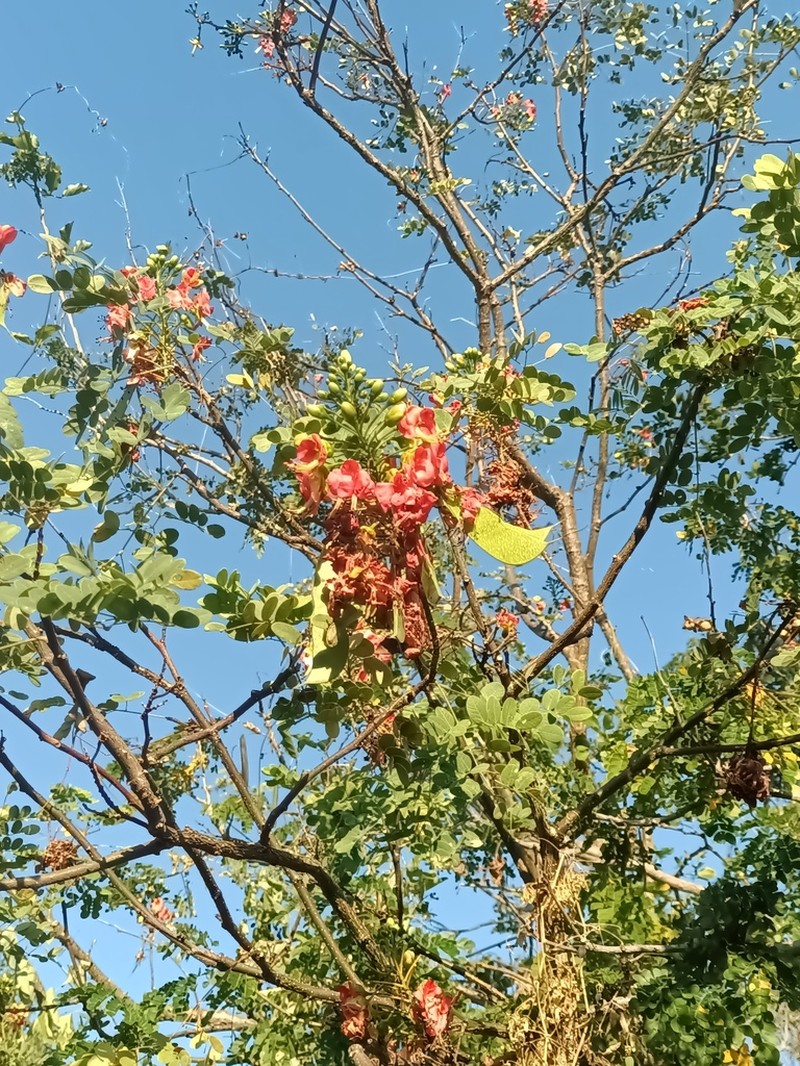 Erythrostemon coccineus photo 5
