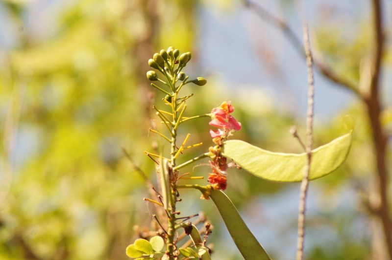 Erythrostemon coccineus photo 6