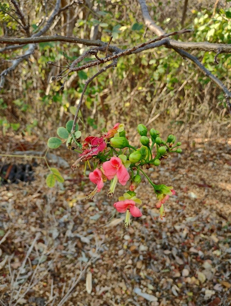 Erythrostemon coccineus photo 7