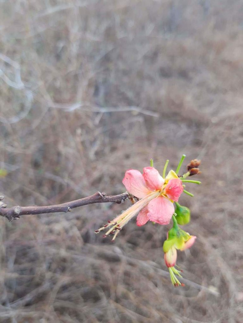 Erythrostemon coccineus photo 8