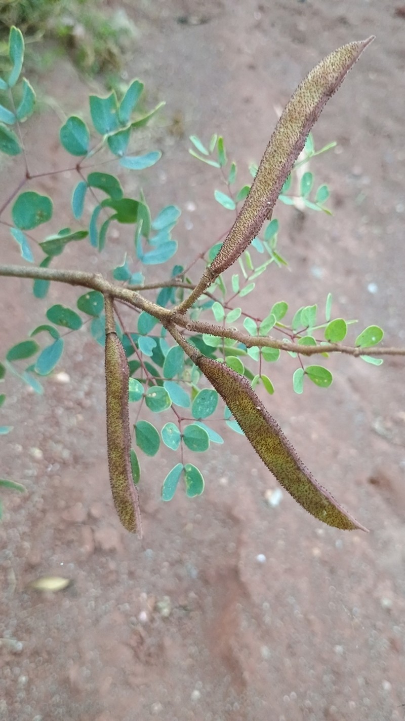 Erythrostemon coluteifolius photo 2