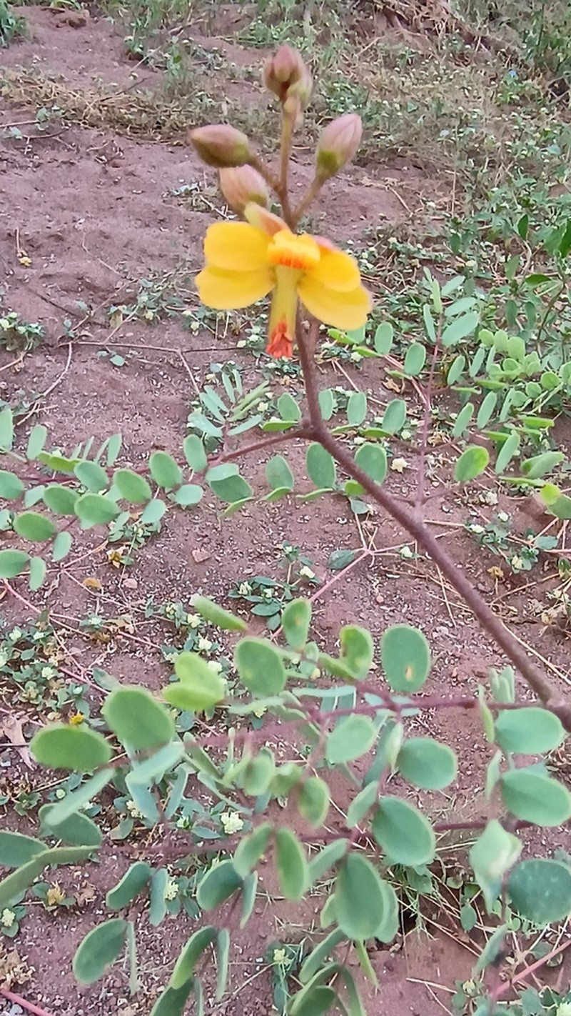 Erythrostemon coluteifolius photo 3