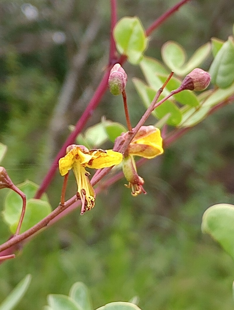 Erythrostemon coluteifolius photo 5