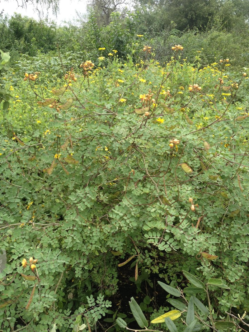 Erythrostemon coluteifolius photo 6