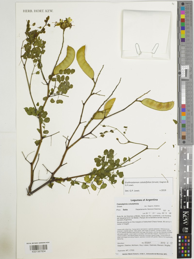 Erythrostemon coluteifolius photo 7