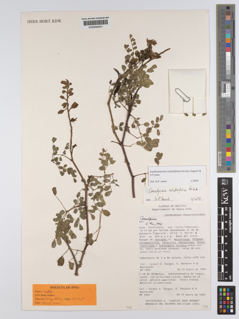 Erythrostemon coluteifolius photo 8