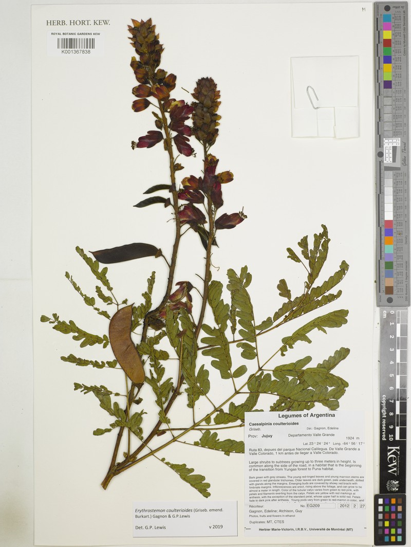 Erythrostemon coulterioides