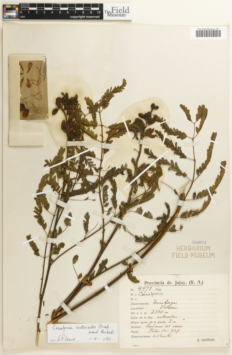 Erythrostemon coulterioides photo 2