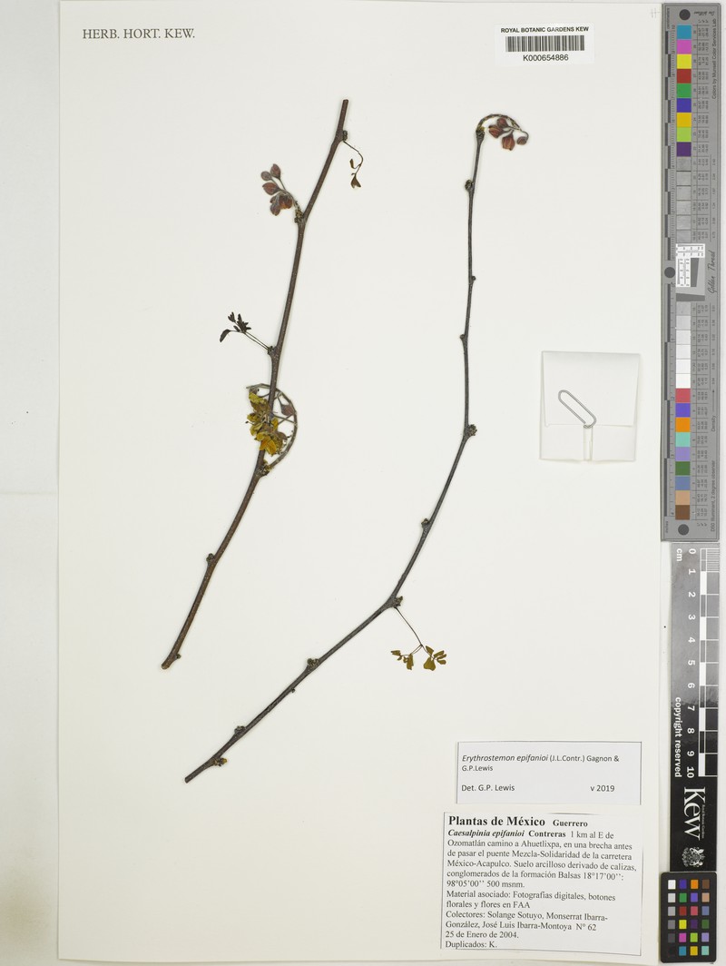 Erythrostemon epifanioi