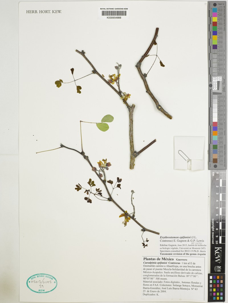 Erythrostemon epifanioi photo 3