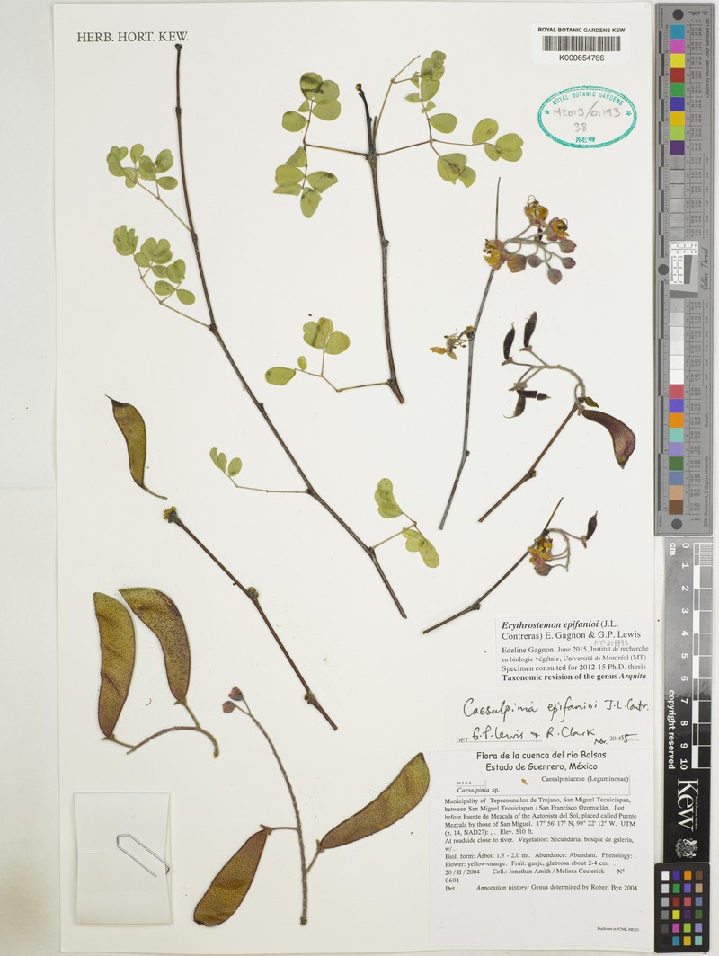 Erythrostemon epifanioi photo 4