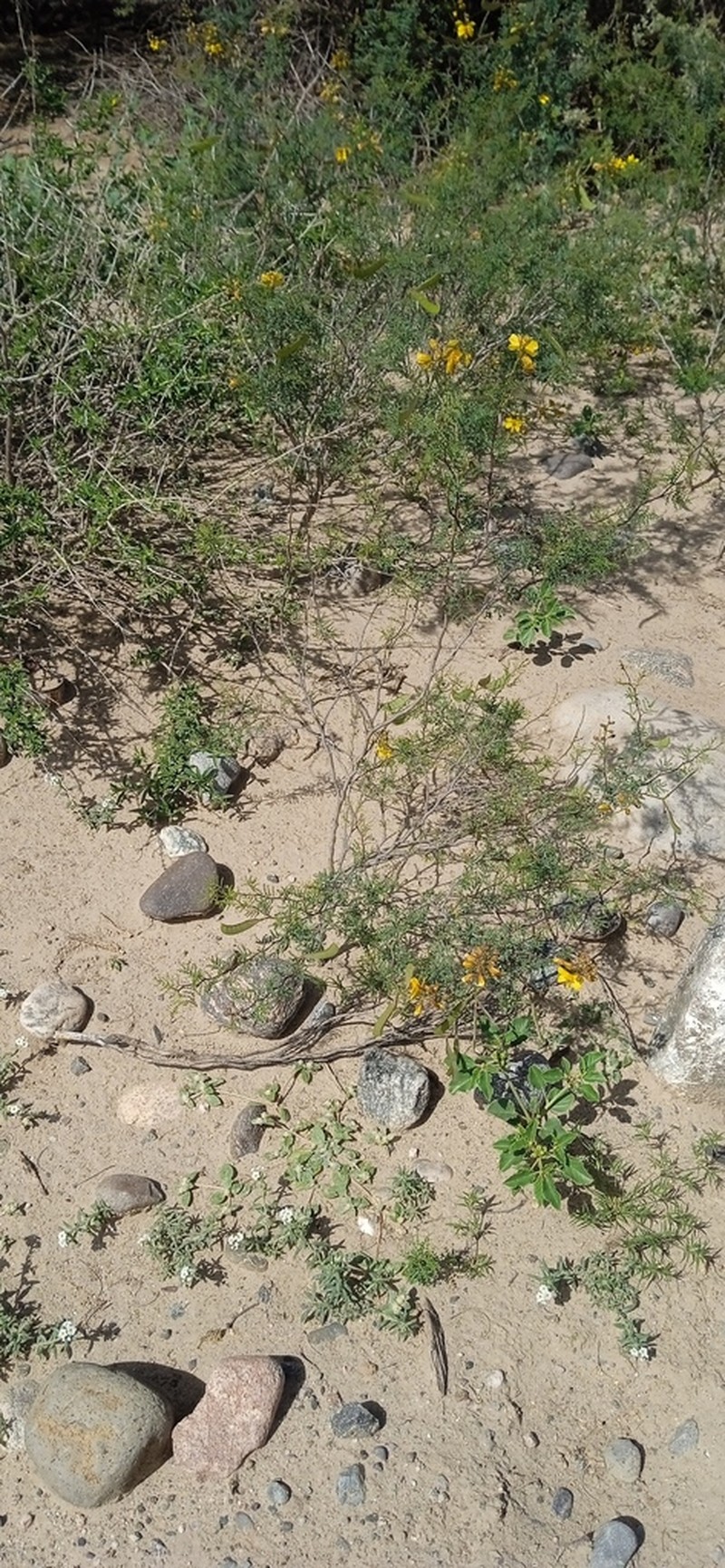 Erythrostemon exilifolius