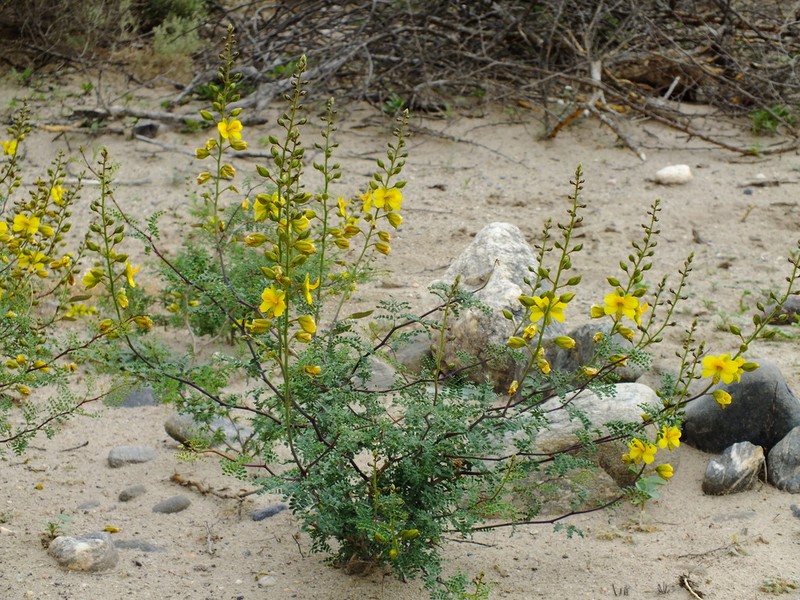 Erythrostemon exilifolius photo 2