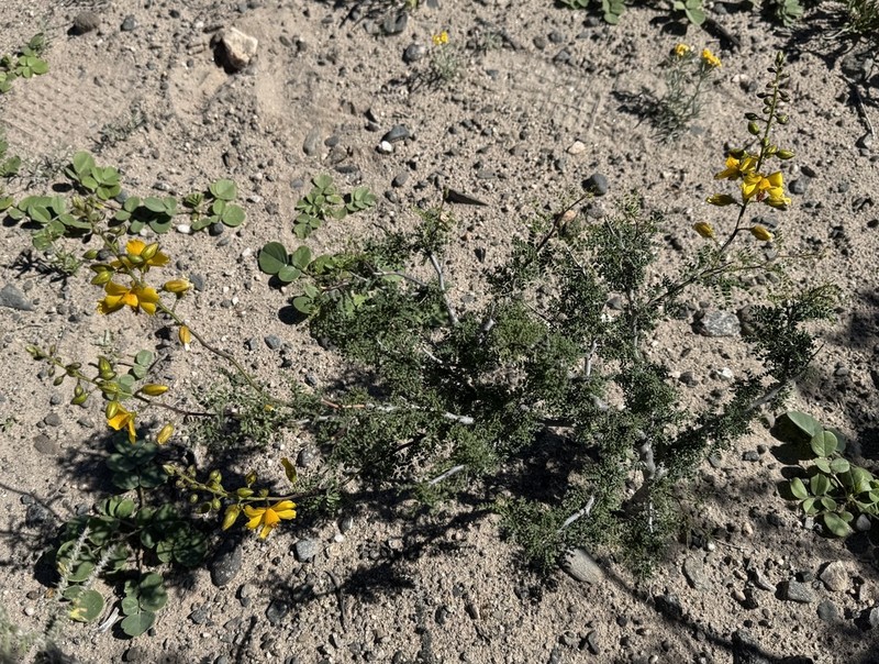 Erythrostemon exilifolius photo 3