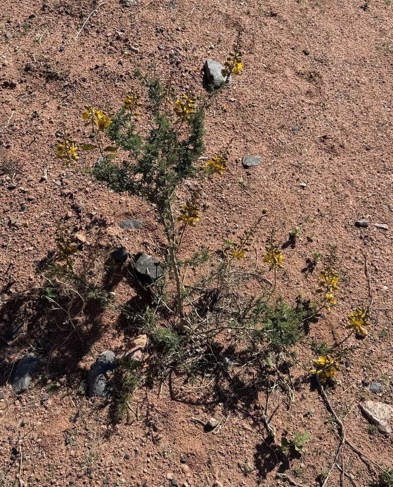 Erythrostemon exilifolius photo 5