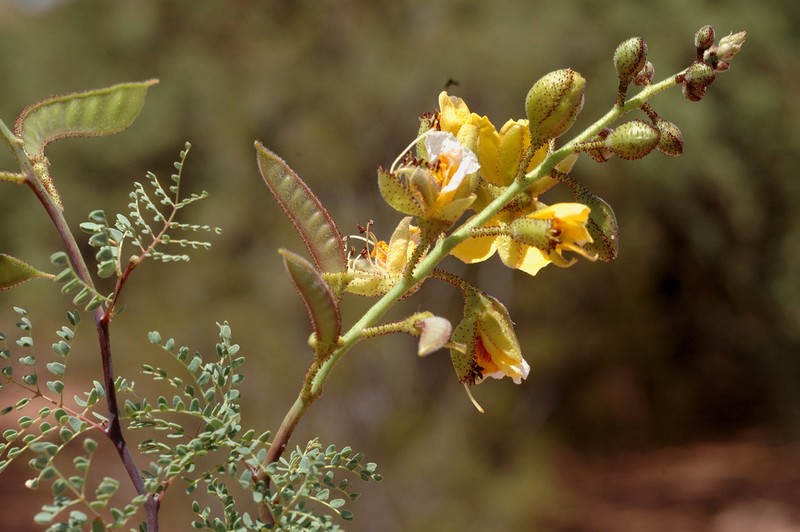 Erythrostemon exilifolius photo 6