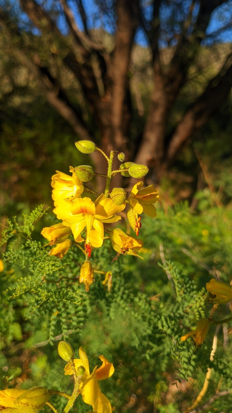 Erythrostemon exilifolius photo 7