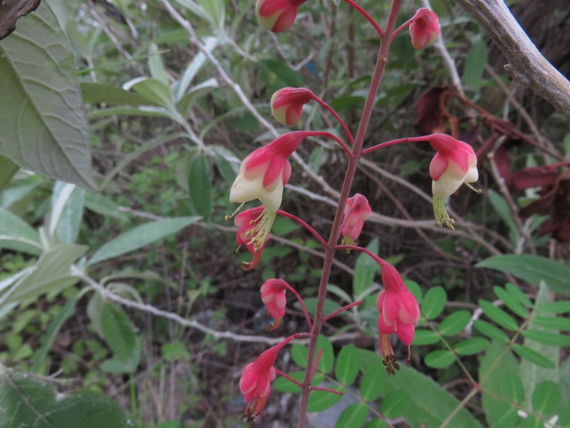 Erythrostemon exostemma