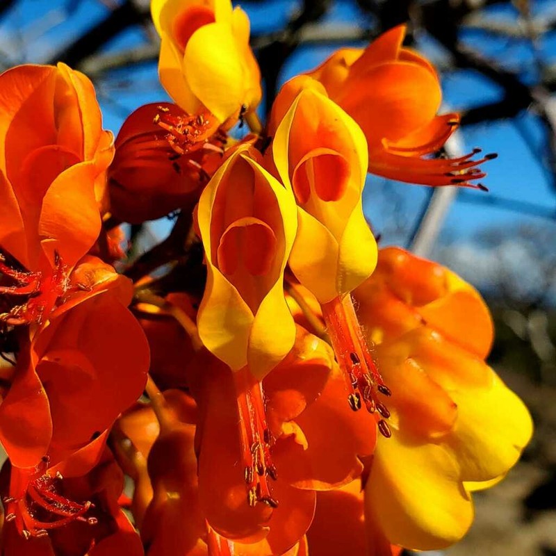 Erythrostemon exostemma photo 2