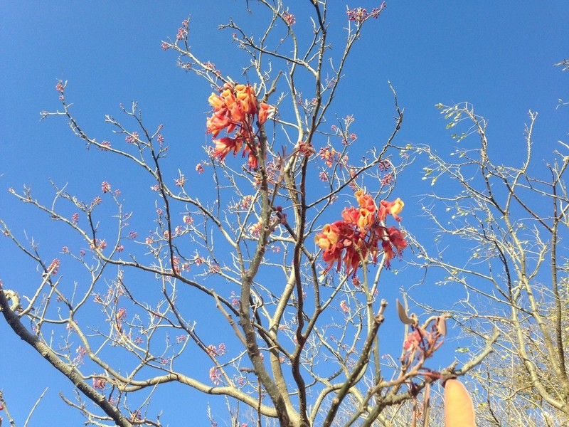 Erythrostemon exostemma photo 3