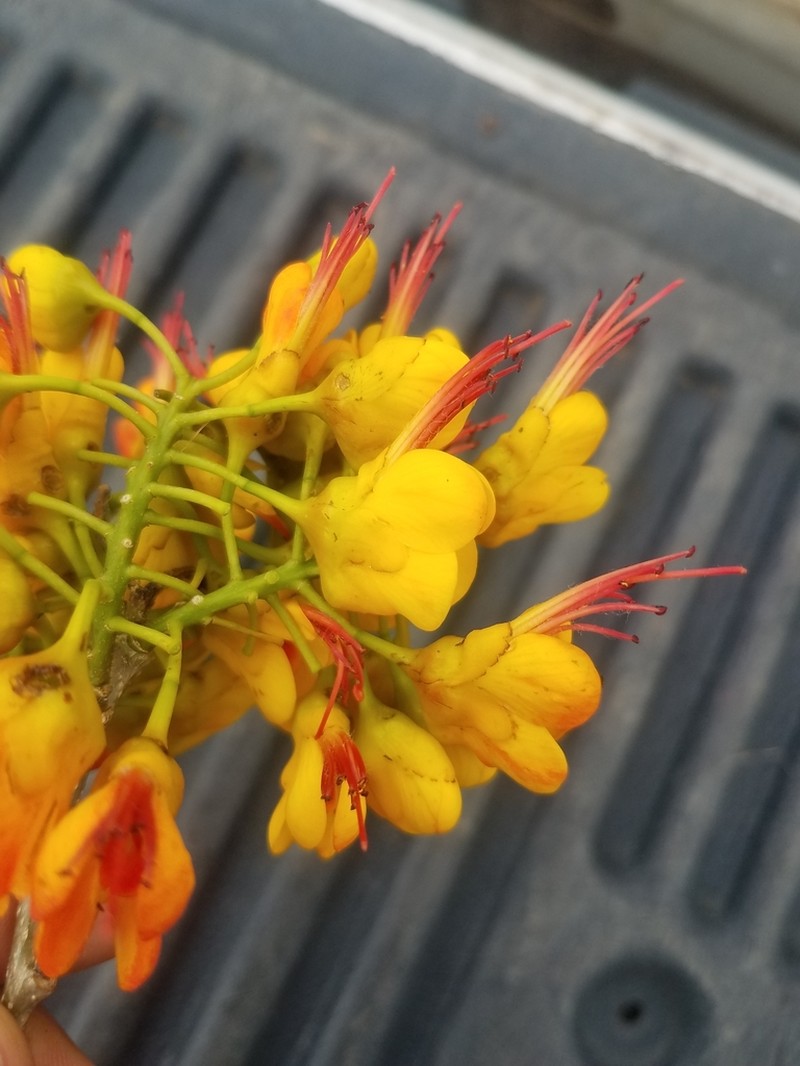 Erythrostemon exostemma photo 4