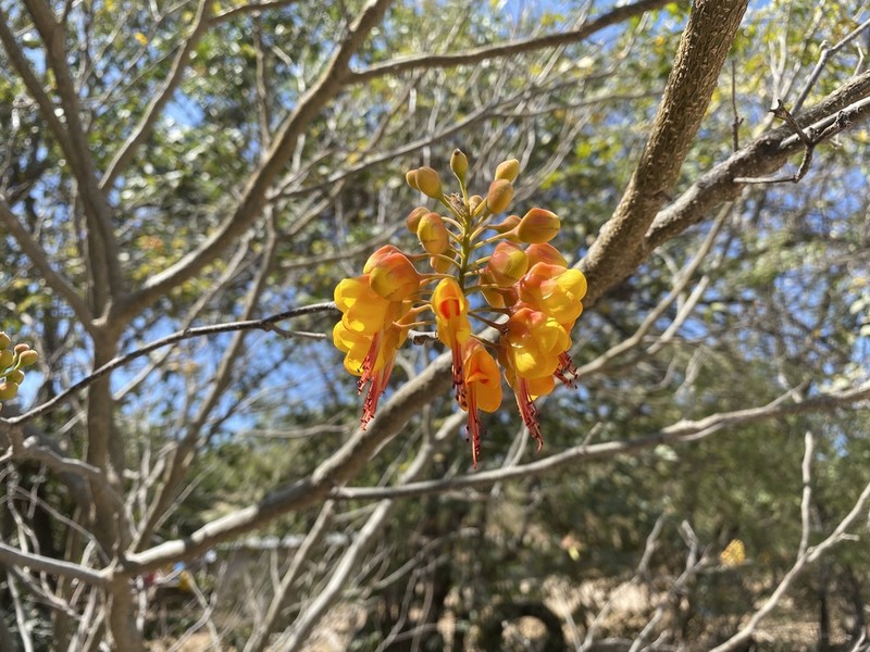 Erythrostemon exostemma photo 5