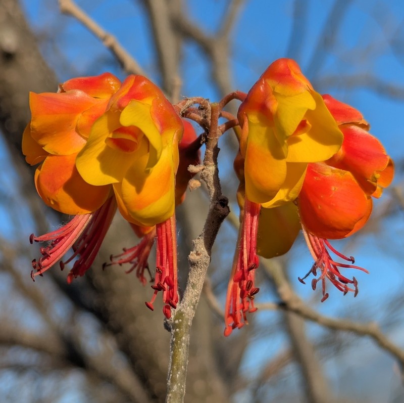 Erythrostemon exostemma photo 6