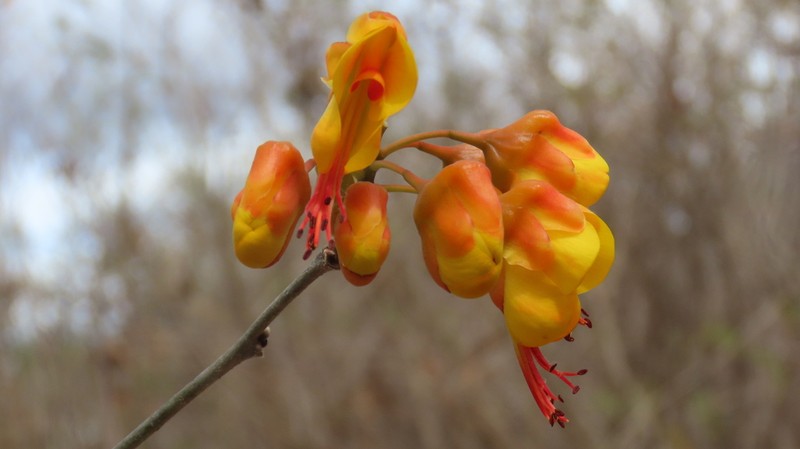 Erythrostemon exostemma photo 7