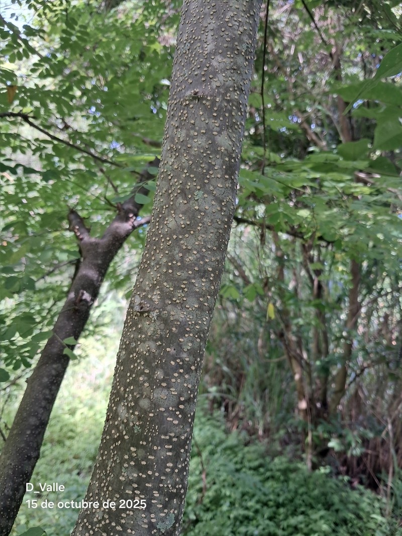 Erythrostemon exostemma photo 8