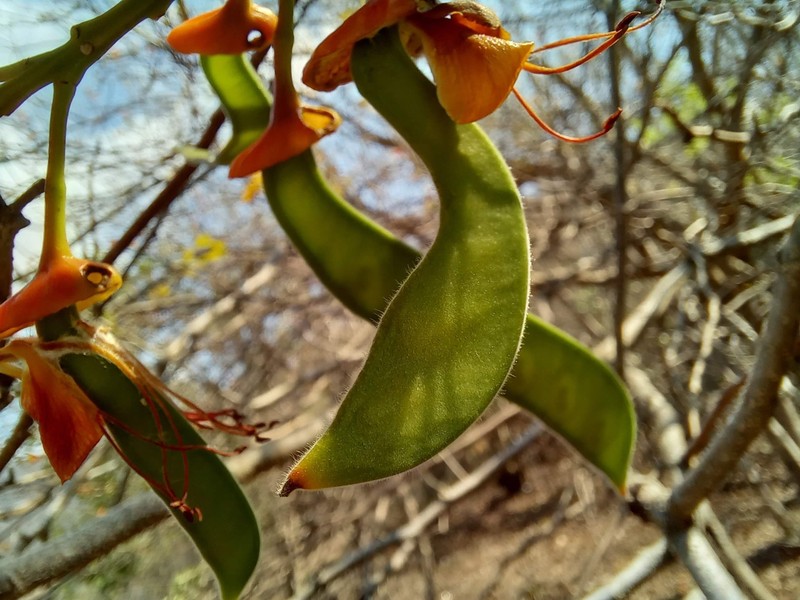 Erythrostemon exostemma subsp. exostemma photo 2
