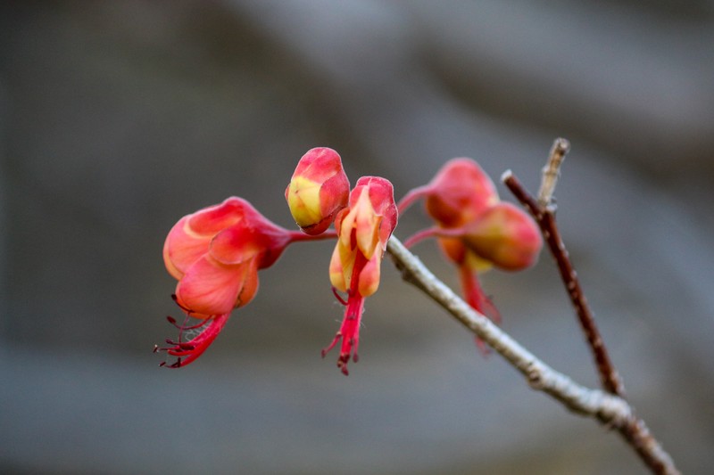 Erythrostemon exostemma subsp. exostemma photo 3