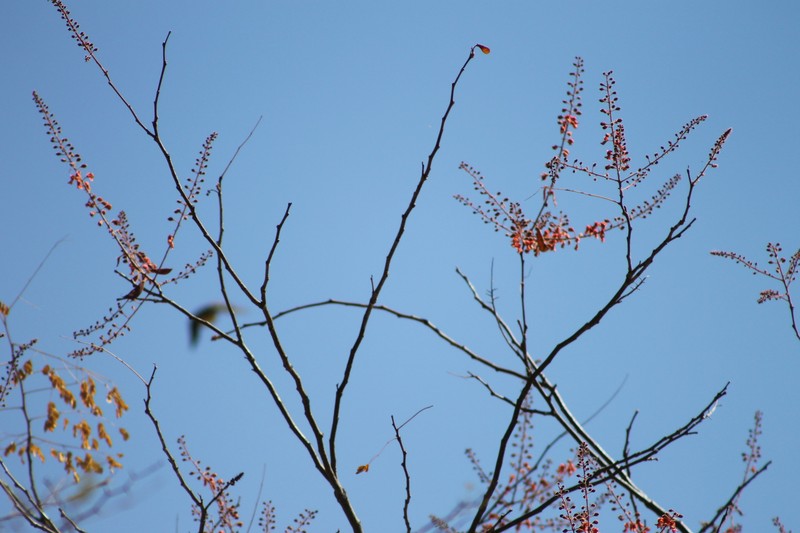Erythrostemon exostemma subsp. exostemma photo 4