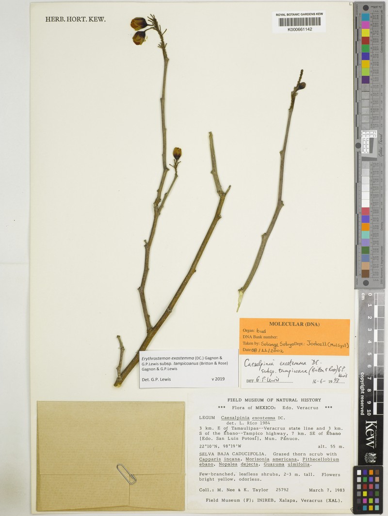 Erythrostemon exostemma subsp. tampicoanus