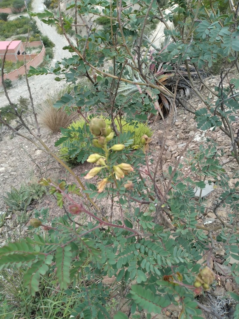 Erythrostemon fimbriatus photo 2