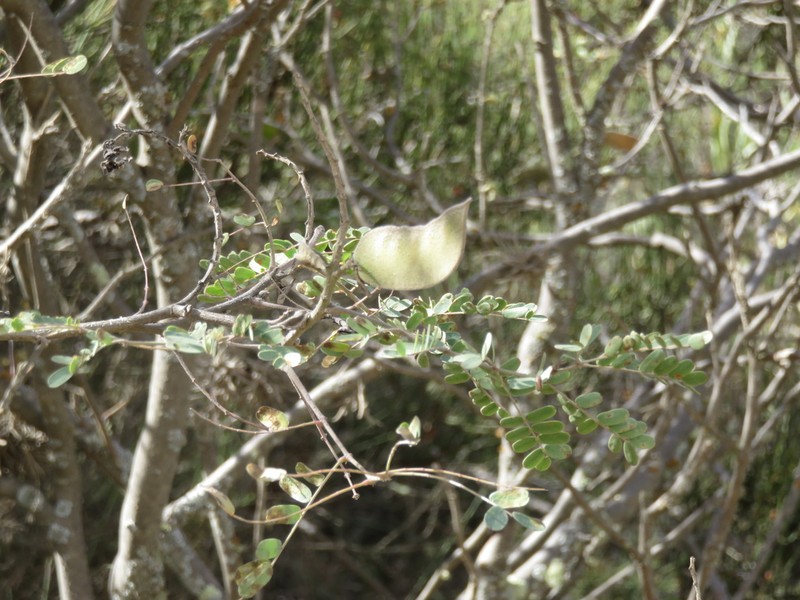 Erythrostemon fimbriatus photo 4